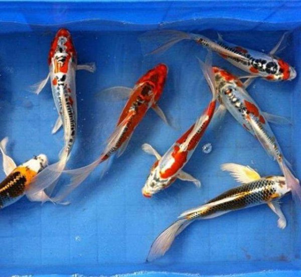 鱼缸里有白色絮状物怎么办