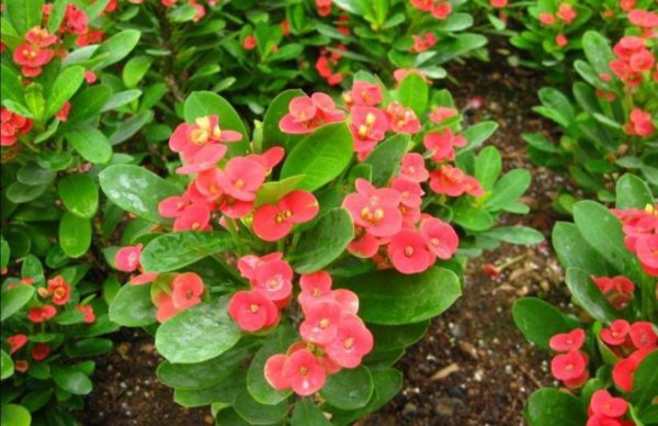 一年四季开花的植物有哪些