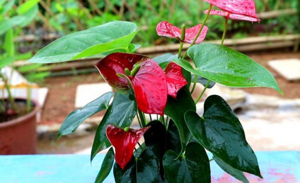 一年四季开花的植物有哪些