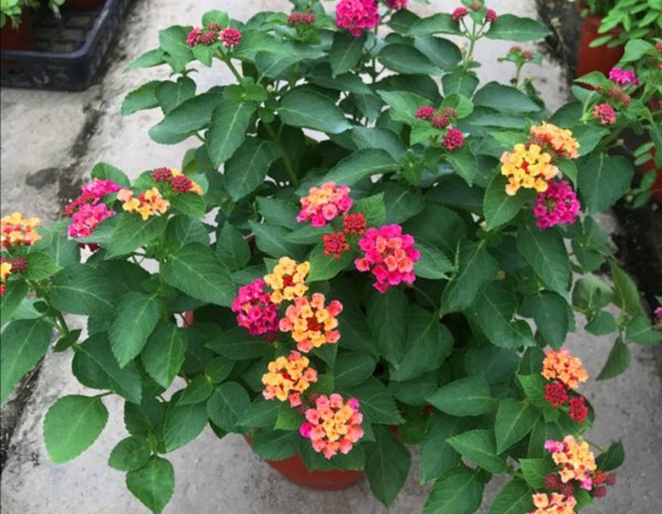 一年四季开花的植物有哪些