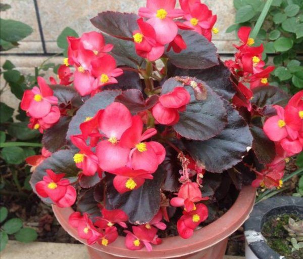 一年四季开花的植物有哪些