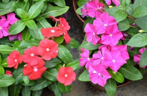 一年四季开花的植物有哪些