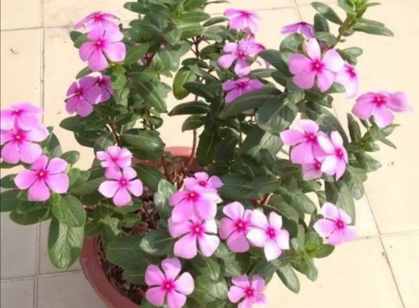 一年四季开花的植物有哪些