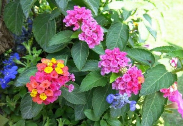 一年四季开花的植物有哪些