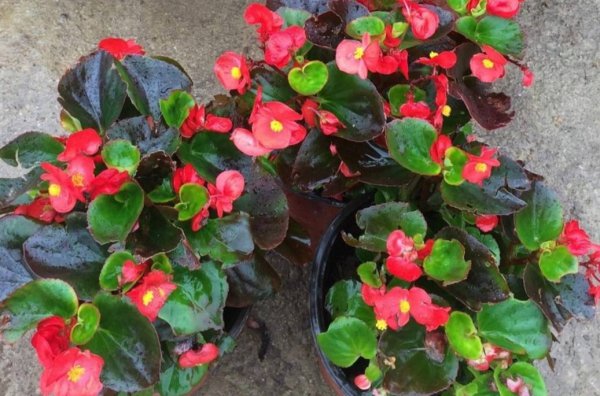 一年四季开花的植物有哪些