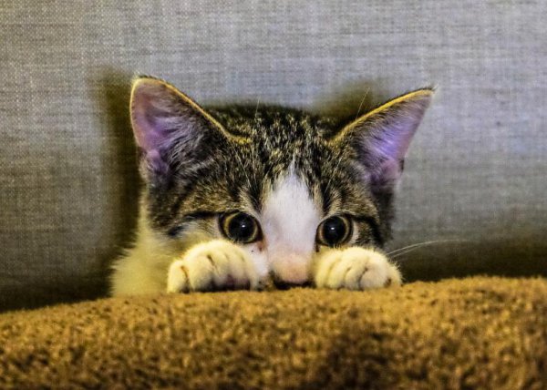 猫咪对人的信任分等级