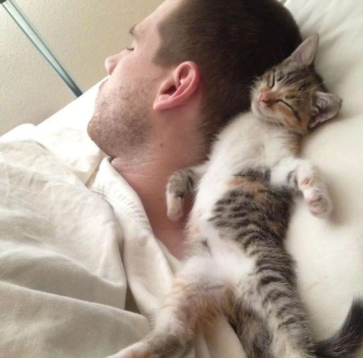 猫咪对人的信任分等级