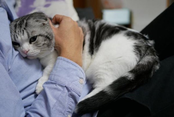 猫咪对人的信任分等级