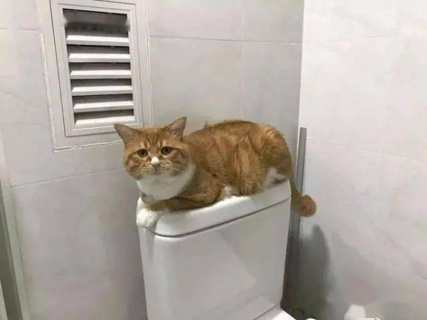 猫咪对人的信任分等级