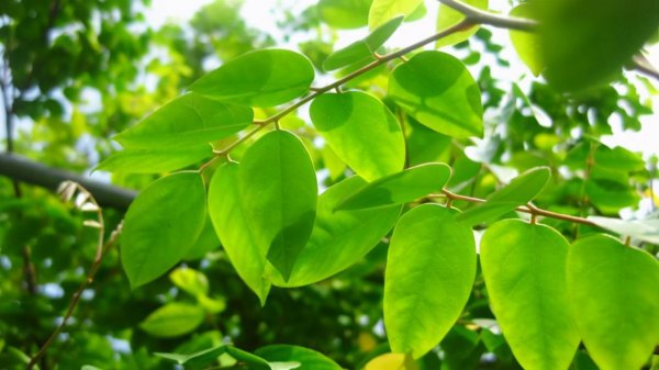 水瓶座专一到可怕吗