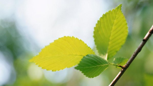 水瓶座专一到可怕吗