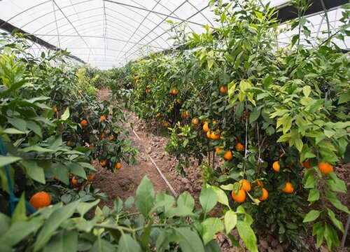 盆栽观果植物冬季管理工作