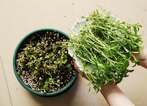 养心菜的功效与作用及食用方法