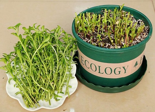 养心菜的功效与作用及食用方法