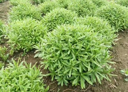 养心菜的功效与作用及食用方法