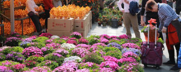 冬天哪些花在室内开