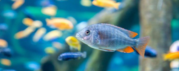 家庭鱼缸水怎么处理