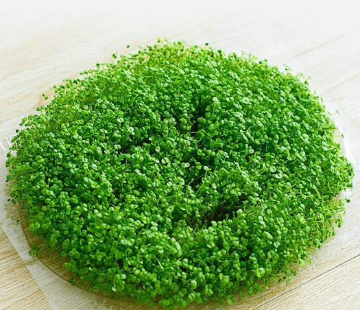 经常敷海藻面膜的坏处