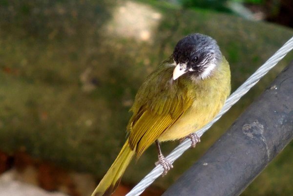 家里阳台上有鸟来筑巢好不好