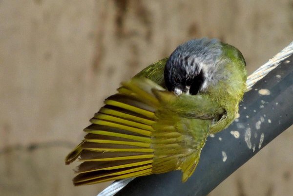家里阳台上有鸟来筑巢好不好