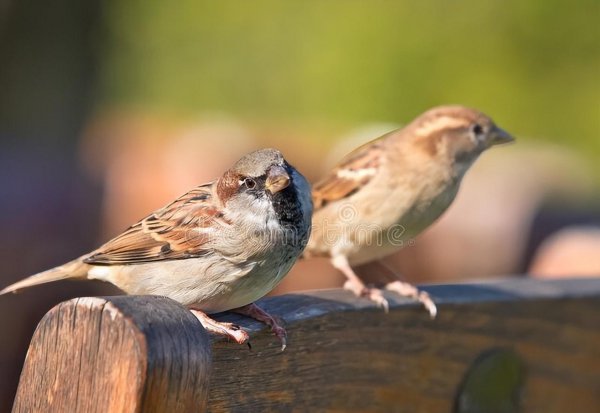 家里阳台上有鸟来筑巢好不好