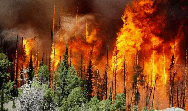 桉树对人体有哪些危害