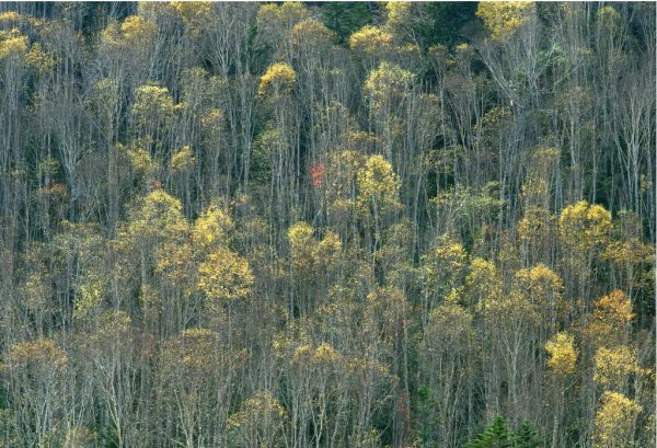 桉树对人体有哪些危害