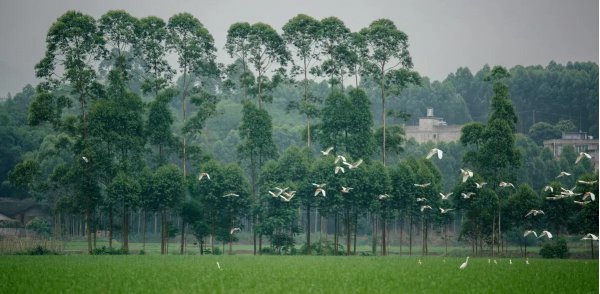 桉树对人体有哪些危害