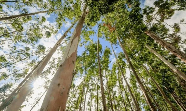 桉树对人体有哪些危害