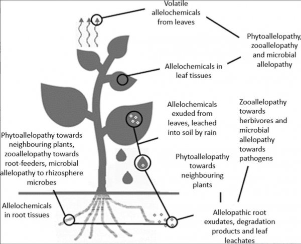 桉树对人体有哪些危害