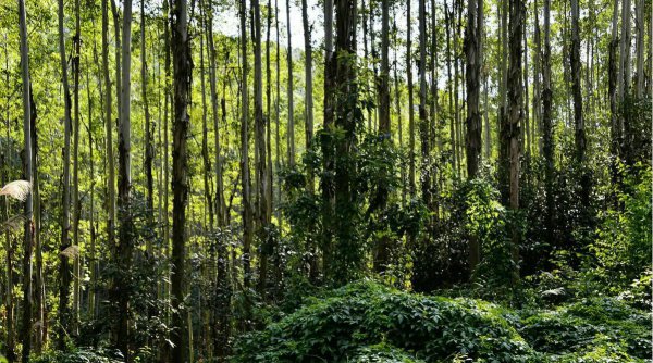 桉树对人体有哪些危害