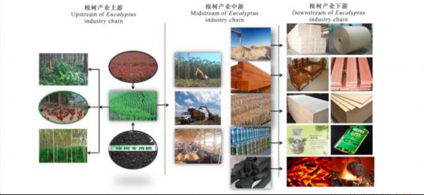 桉树对人体有哪些危害