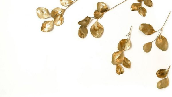 桉树对人体有哪些危害