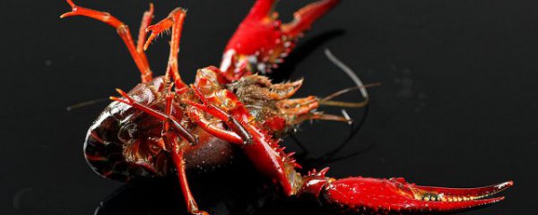 龙虾笼放什么诱饵