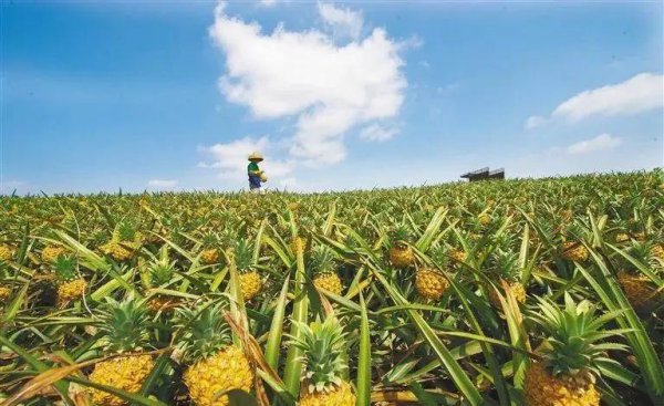 湛江市有多少人口和面积