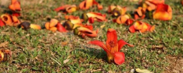 木棉花如何清洗储存保鲜