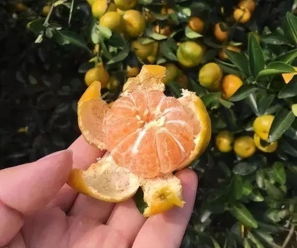 土壤板结怎么快速弄松