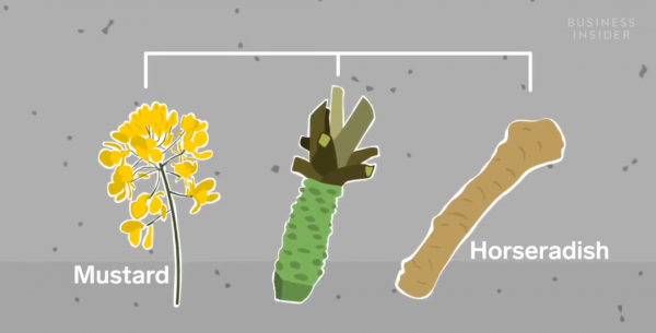 山葵和芥末的口感区别是什么