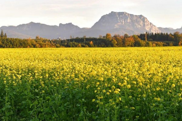 山葵和芥末的口感区别是什么