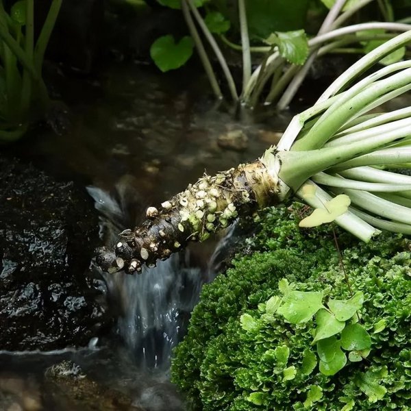 山葵和芥末的口感区别是什么