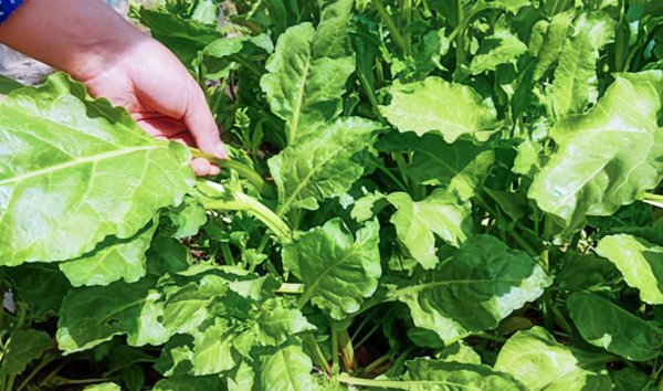 蔬菜小黑虫怎么消灭小窍门