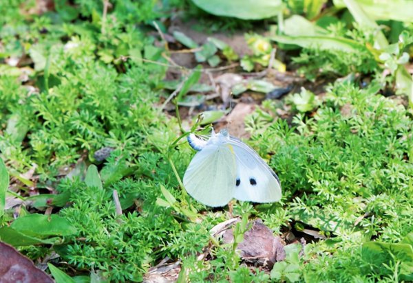 蔬菜小黑虫怎么消灭小窍门