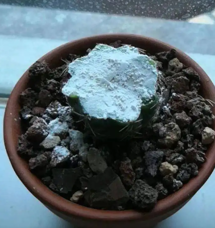 多菌灵的使用方法及用量