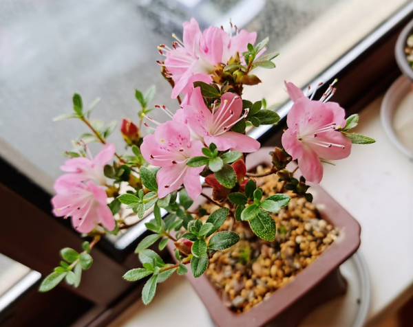 多菌灵的使用方法及用量