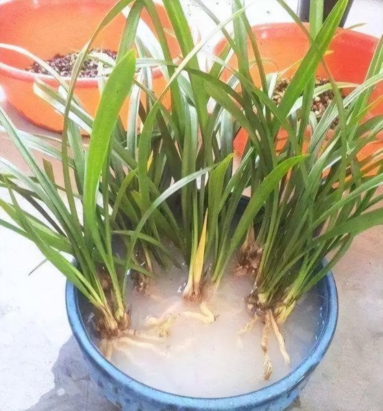 多菌灵的使用方法及用量