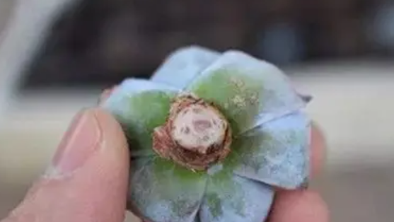 多菌灵的使用方法及用量