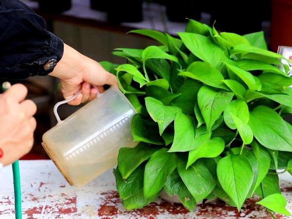 多菌灵的使用方法及用量