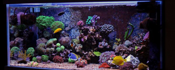 鱼缸换水后多久能用水清洗