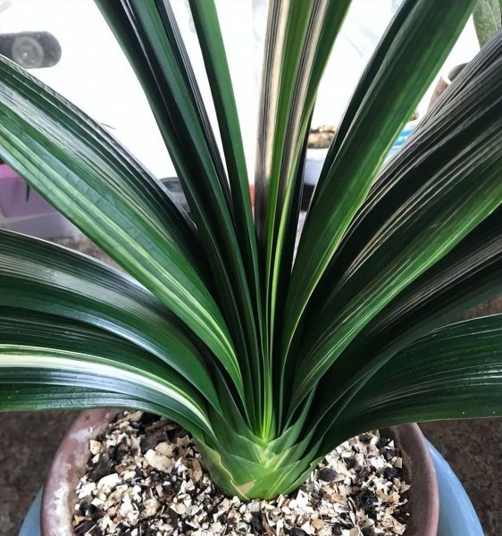 君子兰能浇啤酒吗