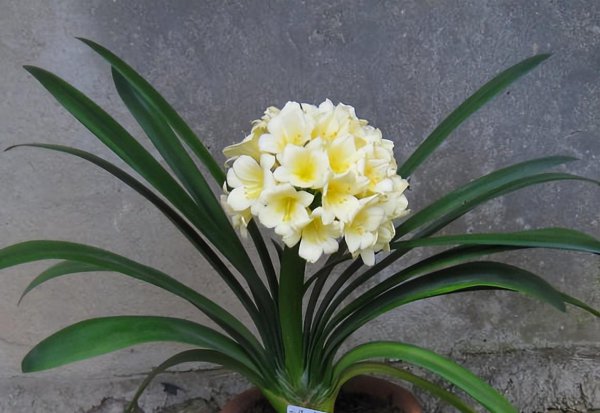 君子兰能浇啤酒吗